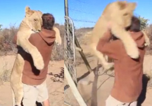 Photo: Man & Lioness  share  emotional  hug