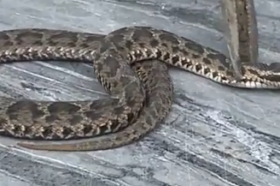 Chef Cooking  Snake Dies  After Cobra  Bites Him – 20 Minutes After  Head Was Cut  Off